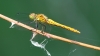 J01_3351 Sympetrum sanguineum female